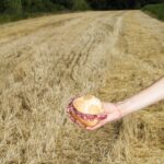 il ristorante Opificio e la michetta di Longoni